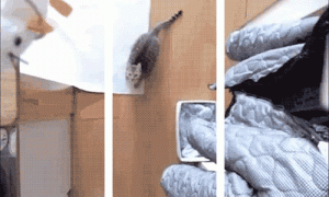 giphy2